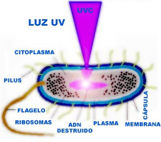 ultravioleta efecto en bacyeria